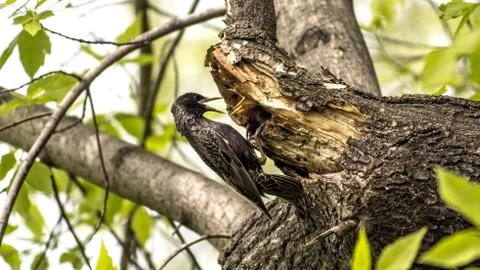 Starling Stock Photos