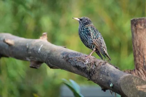 Starling Stock Photos