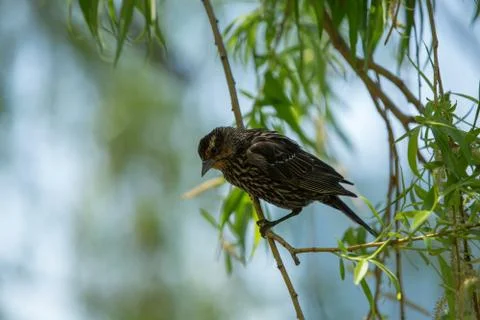 Starling Stock Photos
