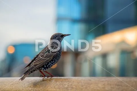 Starling Stock Photos