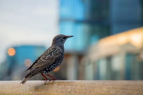 Starling Stock Photos