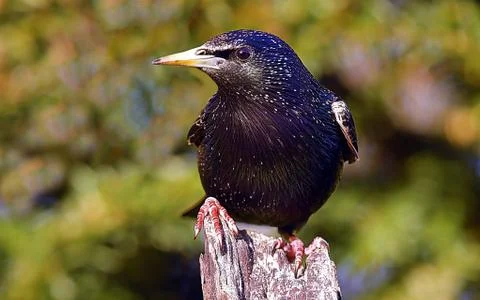 Starling Фото