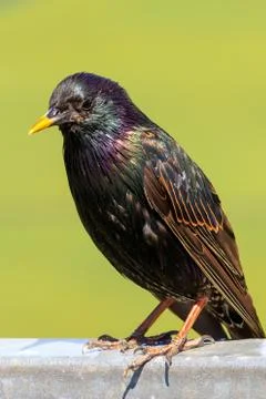 Starling Stock Photos