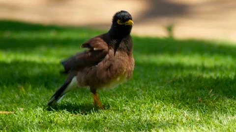 Starling Stock Photos