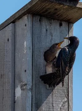 Starling Stock Photos