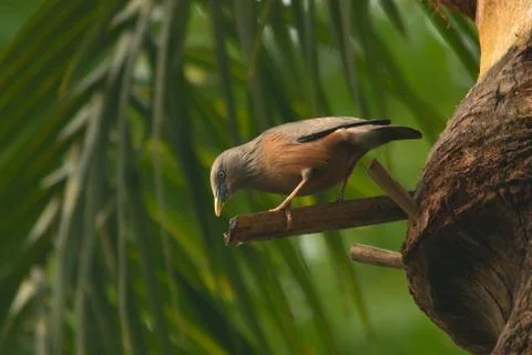 Starling Stock Photos