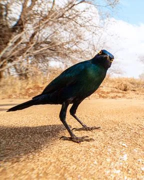 Starling Stock Photos