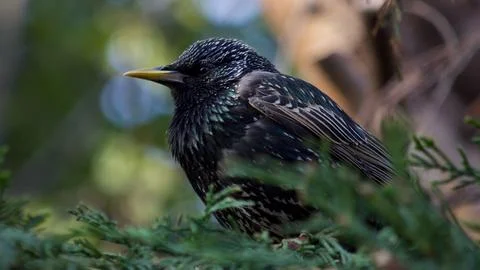 Starling Stock-Fotos