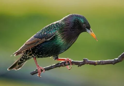 Starling Stock Photos