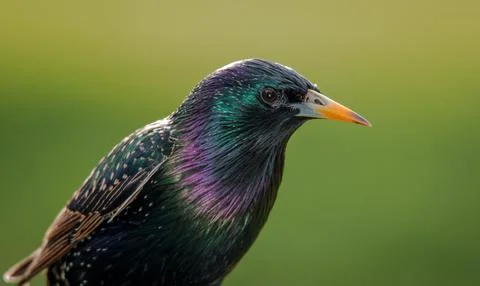 Starling Foto stock