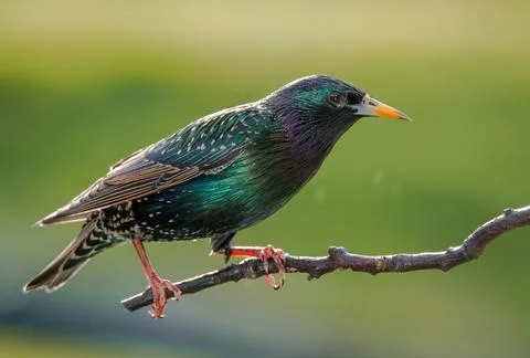 Starling Stock Photos