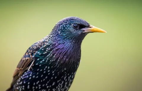 Starling Stock Photos