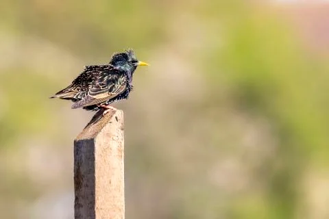 Starling on pole Stock Photos