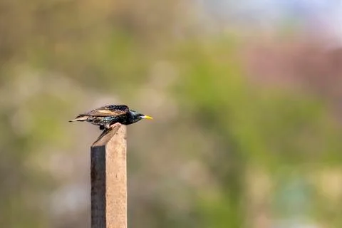 Starling on pole Stock-Fotos