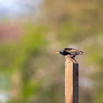 Starling on pole Stock-Fotos