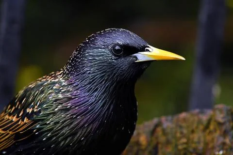 Starling portrait Stock Photos