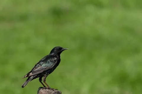 Starling on a post Stock Photos