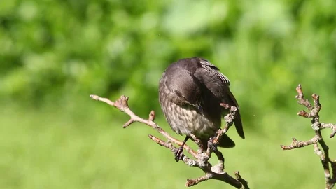 Starling preening Stock Footage 90039359