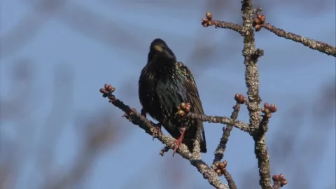 Starling preens itself on a branch in springtime Stock Footage 268015490