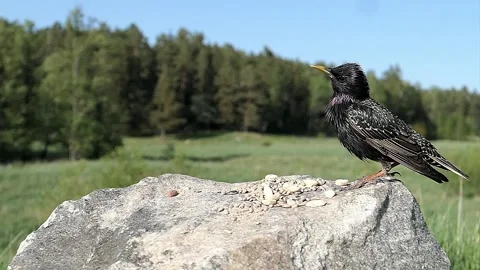 Starling puffs itself up. Video stock 246600020