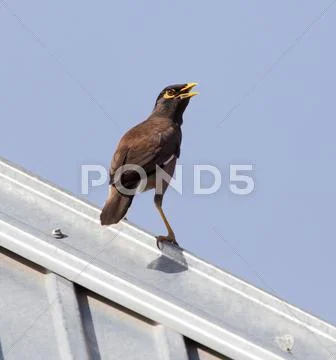 Starling on the roof Stock Photos