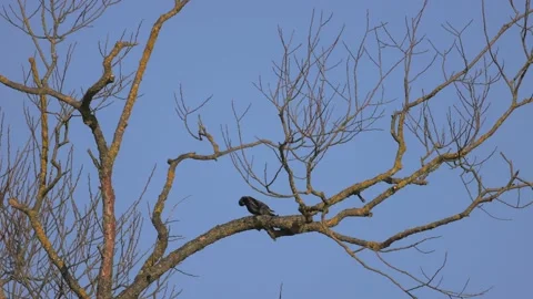 Starling is scratching its head, 4K slomo Stock Footage 175969827
