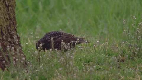Starling searching for nesting material in the grass Stock Footage 268050710