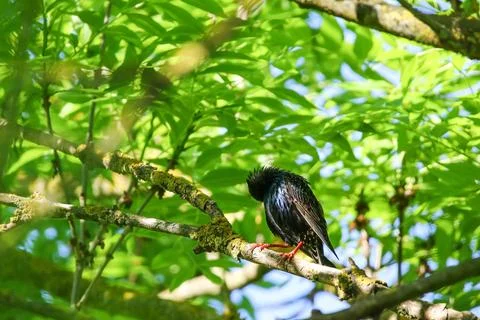 Starling Singing on Branch Closeup in Springtime Park Stock Photos