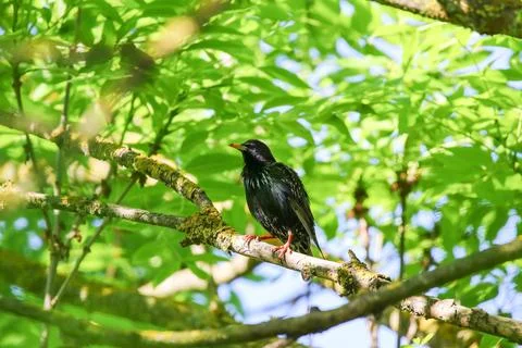 Starling Singing on Branch Closeup in Springtime Park Stock Photos