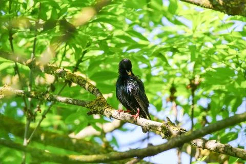 Starling Singing on Branch Closeup in Springtime Park Stock Photos