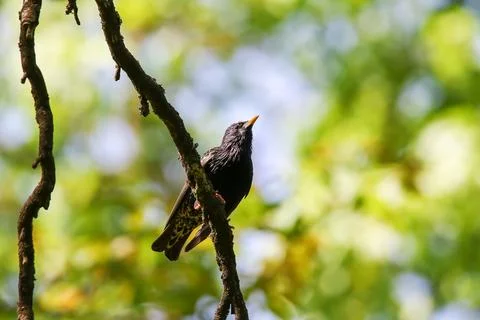 Starling Singing on Branch Closeup in Springtime Park Stock Photos