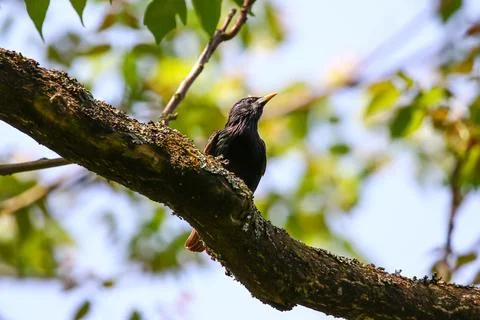 Starling Singing on Branch Closeup in Springtime Park Stock Photos