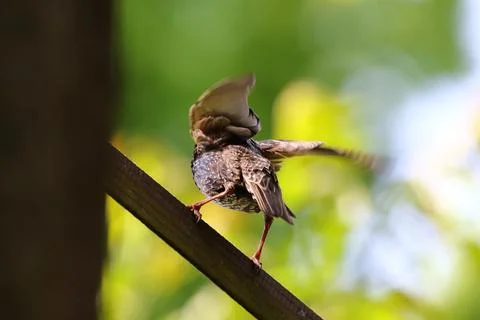 Starling Singing on Branch Closeup in Springtime Park Stock Photos