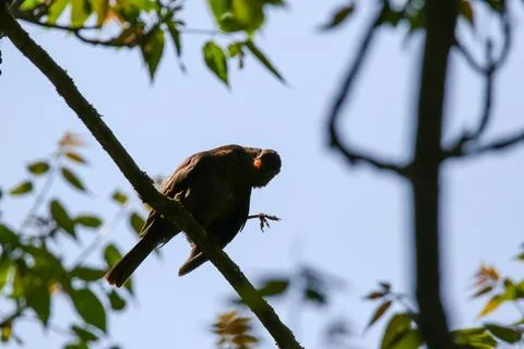 Starling Singing on Branch Closeup in Springtime Park Stock Photos