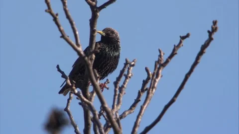 Starling singing on a branch in spring Stock Footage 268015489