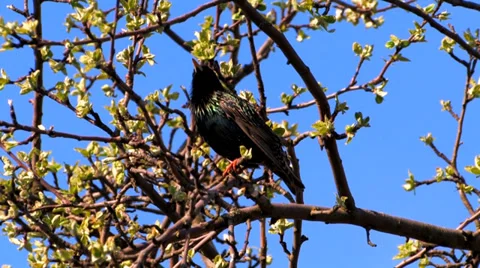 Starling sings Stock Footage 38153932