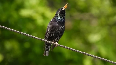 Starling sings in the wild Video stock 112242889