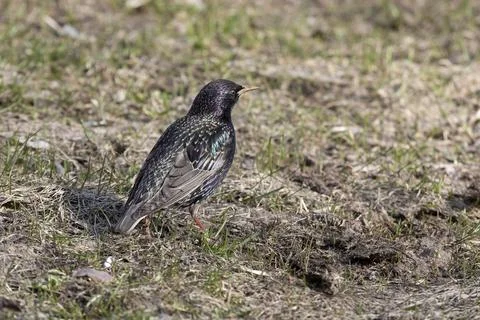 Starling sits on the ground in spring Fotos Stock