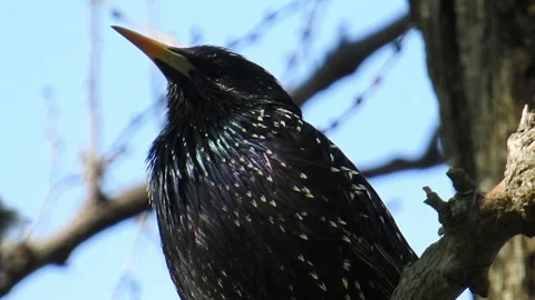 Starling sitting on branch Vidéo 167352105
