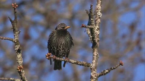 Starling sitting on a branch in spring Stock Footage 268015473