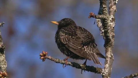 Starling sitting on a branch in springtime Stock Footage 268015467