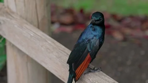 The starling is sitting Stock Footage 315206031