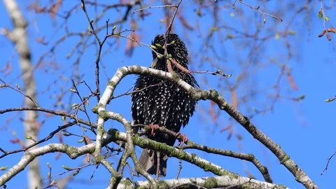 Starling sitting in the tree and clean her feathers, spring Stock Footage 116163614