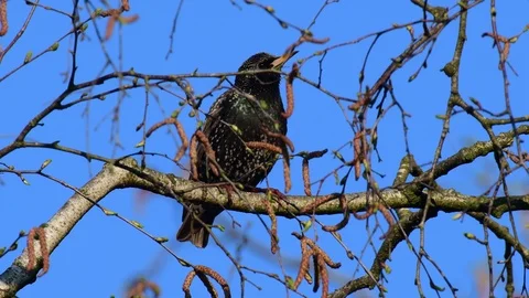 Starling sitting in the tree and look, spring Stock Footage 116106661