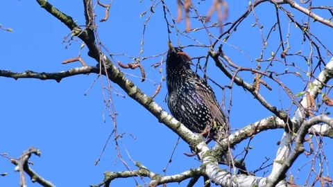 Starling sitting in the tree and sing, spring Stock Footage 116166741