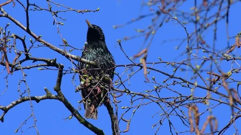 Starling sitting in the tree and sing, spring Stock Footage 116167183