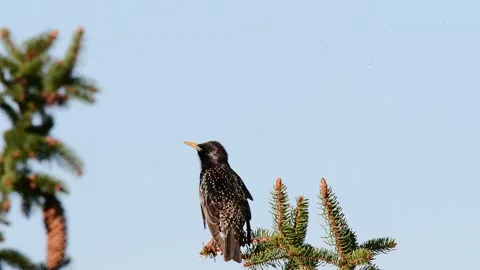 Starling sitting in the tree and sing, spring Stock Footage 143007531