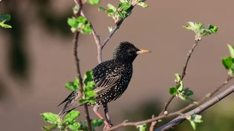 Starling sitting in the tree and watch, spring Stock Footage 150498994