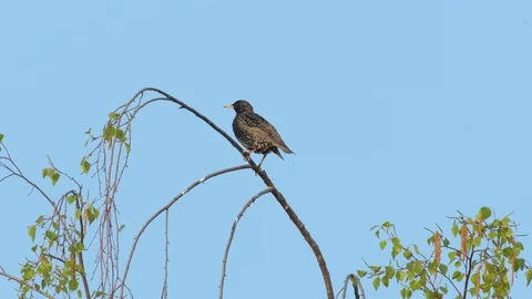 Starling sitting on a tree branch Stock Footage 128937534