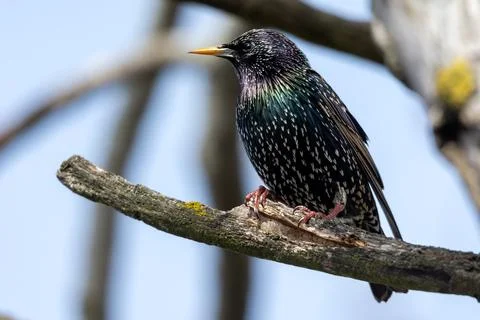 Starling sitting on a tree Stock Photos